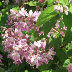 Deutzia, Pink